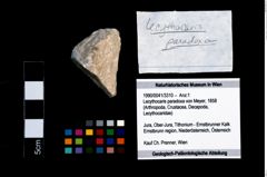 Foto (Objekt + Etikett) von Lecythocaris paradoxa (von Meyer, 1858)  (NHMW-GEO-1990-0041-3310)